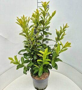 Prunus laurocerasus 'Novita' ST. 200 12-14 C. Lei - afbeelding 6
