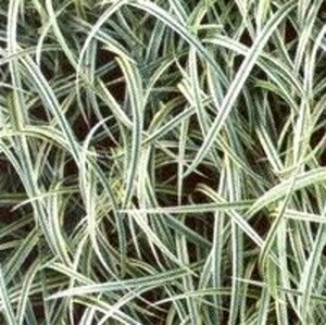 Carex 'Silver Sceptre' P9