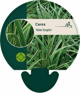 Carex 'Silver Sceptre' P9