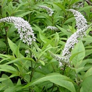 Lysimachia clethroides P9 - afbeelding 7