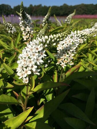 Lysimachia clethroides P9 - afbeelding 2