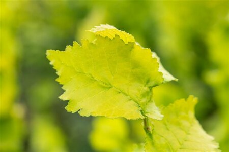 Ulmus 'Dodoens' 20-25 C. HO. - afbeelding 2