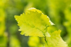 Ulmus 'Dodoens' 20-25 C. HO. - afbeelding 2