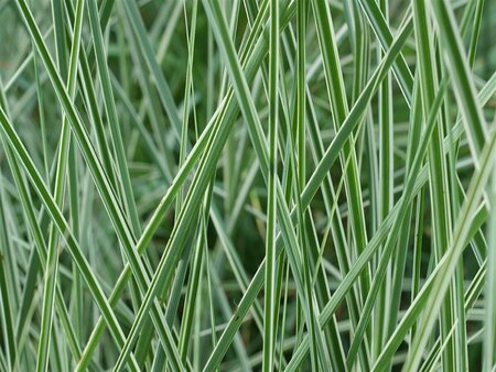 Miscanthus sinensis 'Morning Light' P9 - afbeelding 5