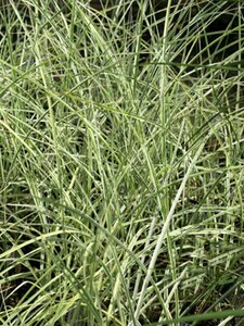 Miscanthus sinensis 'Morning Light' P9 - afbeelding 6