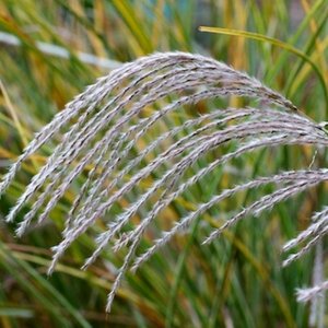 Miscanthus sinensis 'Morning Light' P9 - afbeelding 9