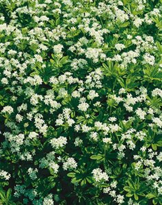 Galium odoratum P9