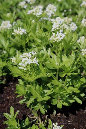 Galium odoratum P9 - afbeelding 2