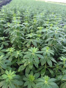 Galium odoratum P9 - afbeelding 5