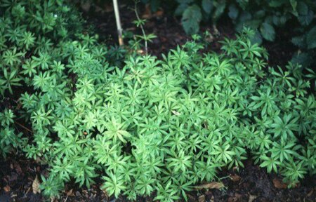 Galium odoratum P9 - afbeelding 1