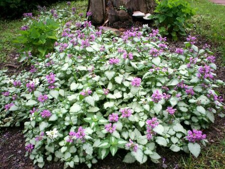 Lamium maculatum 'Beacon Silver' P9 - afbeelding 7