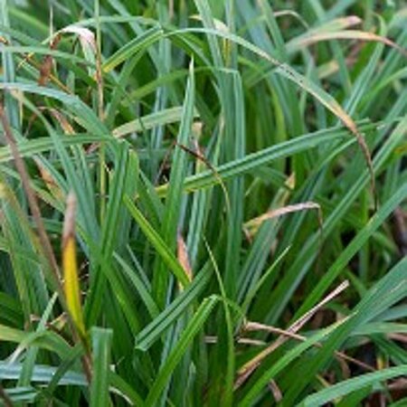 Carex pendula P9 - afbeelding 2