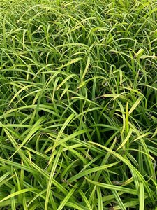 Carex pendula P9 - afbeelding 3