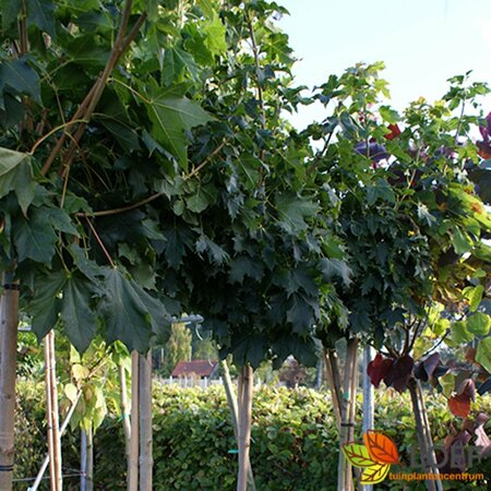 Acer platanoides 'Globosum' ST. 225 16-18 C.  - afbeelding 5
