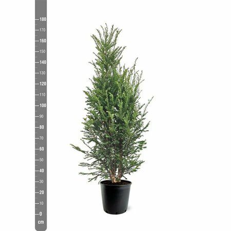Taxus baccata 250/275 KL. - afbeelding 16
