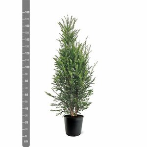Taxus baccata 250/275 KL. - afbeelding 16