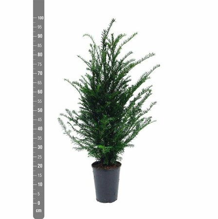 Taxus baccata 250/275 KL. - afbeelding 25
