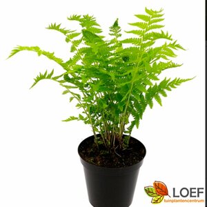 Matteuccia struthiopteris P9 - afbeelding 9