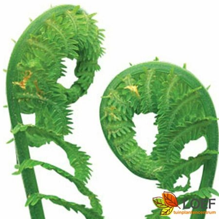 Matteuccia struthiopteris P9 - afbeelding 8