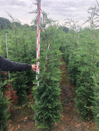 Cupressocyparis leylandii 150/175 KL. - afbeelding 14