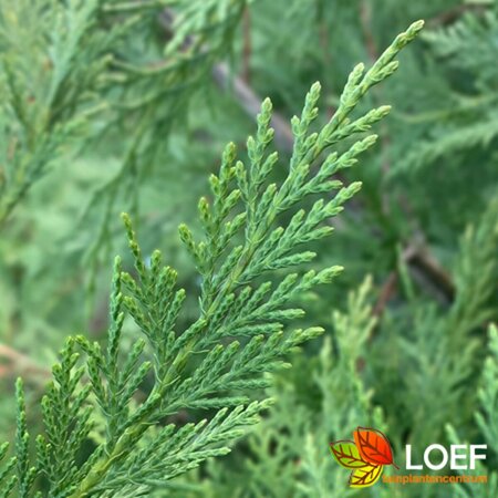Cupressocyparis leylandii 150/175 KL. - afbeelding 1