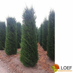 Cupressocyparis leylandii 150/175 KL. - afbeelding 12