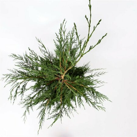 Cupressocyparis leylandii 150/175 KL. - afbeelding 2