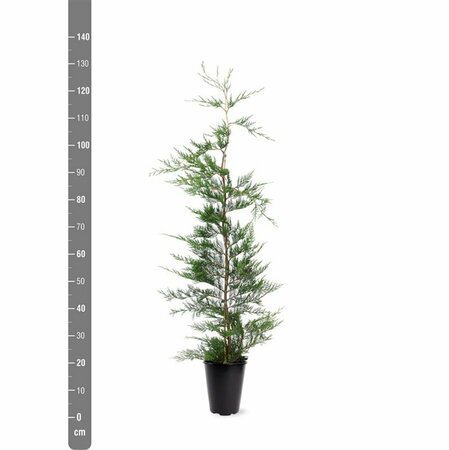 Cupressocyparis leylandii 150/175 KL. - afbeelding 6
