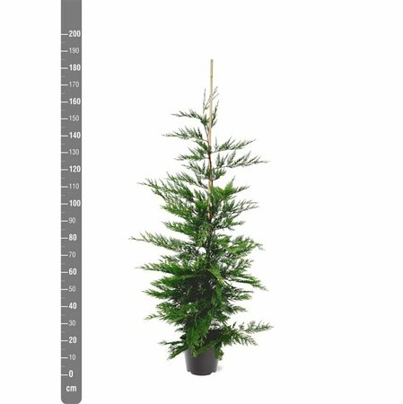 Cupressocyparis leylandii 150/175 KL. - afbeelding 4