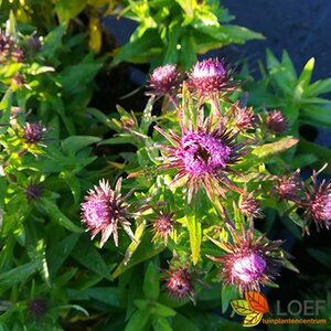 Aster novae-angliae 'Purple Dome' P9