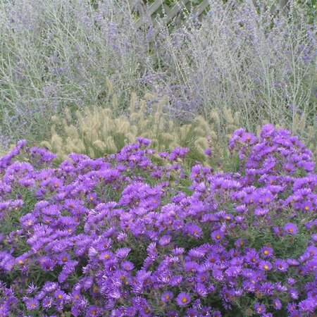 Aster novae-angliae 'Purple Dome' P9 - afbeelding 9