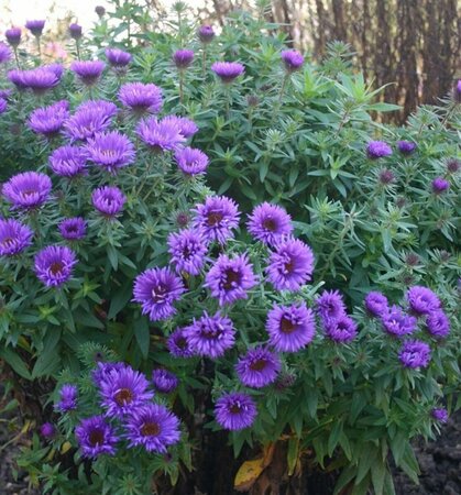 Aster novae-angliae 'Purple Dome' P9 - afbeelding 4