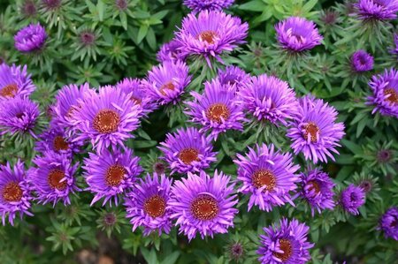 Aster novae-angliae 'Purple Dome' P9 - afbeelding 2
