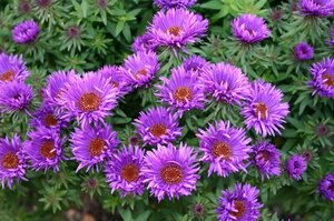 Aster novae-angliae 'Purple Dome' P9 - afbeelding 2