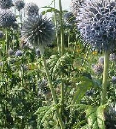 Echinops bannaticus 'Blue Globe' P9 - afbeelding 2
