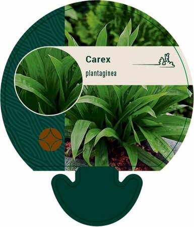 Carex plantaginea P9 - afbeelding 2