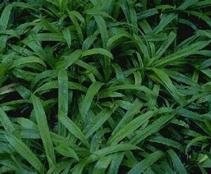 Carex plantaginea P9