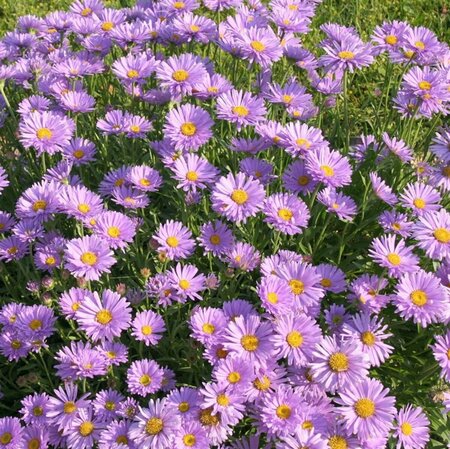 Aster alpinus P9 - afbeelding 3