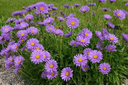Aster alpinus P9 - afbeelding 4