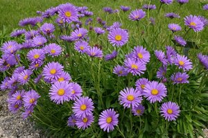 Aster alpinus P9 - afbeelding 4