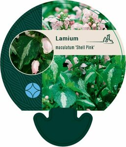 Lamium maculatum 'Shell Pink' P9 - afbeelding 5