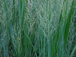 Panicum virgatum 'Northwind' C2 - afbeelding 3