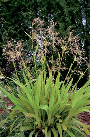 Luzula sylvatica P9 - afbeelding 1