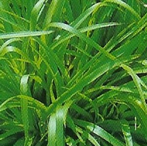 Luzula sylvatica P9 - afbeelding 2