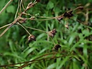 Luzula sylvatica P9 - afbeelding 3