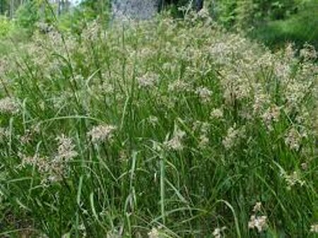 Luzula sylvatica P9 - afbeelding 5