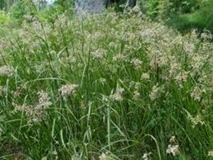 Luzula sylvatica P9 - afbeelding 5