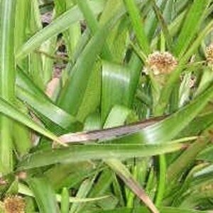 Luzula sylvatica P9 - afbeelding 7