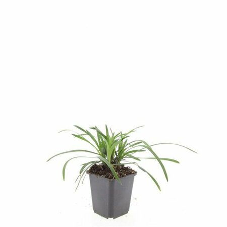 Liriope muscari 'Big Blue' C2 - afbeelding 16