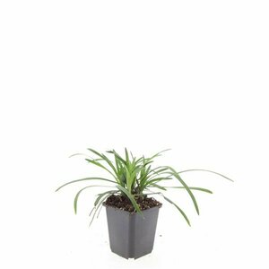 Liriope muscari 'Big Blue' C2 - afbeelding 16